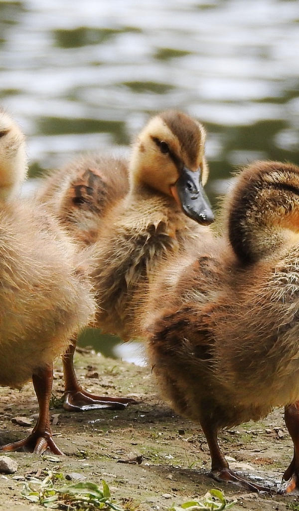 Маленькие утята на берегу у воды