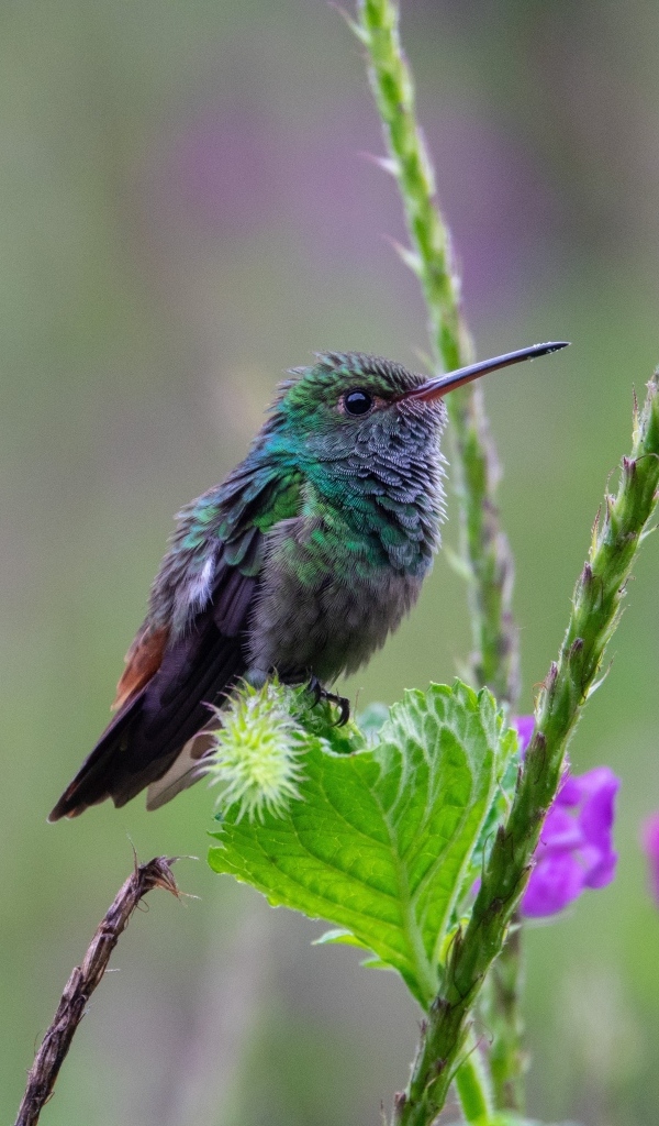 Маленькая зеленая птица колибри сидит на листке