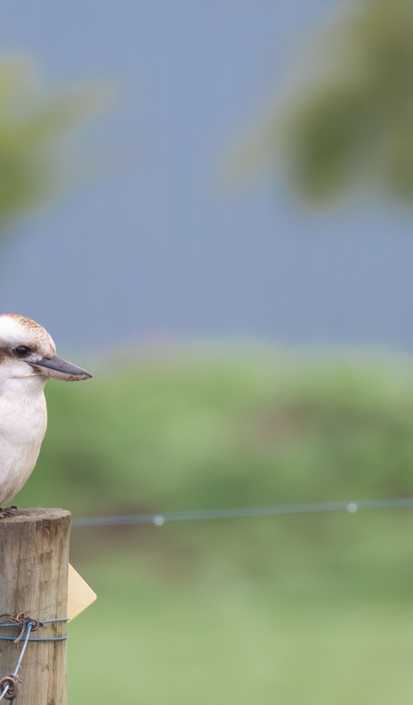 Маленькая кукабарра сидит на столбе