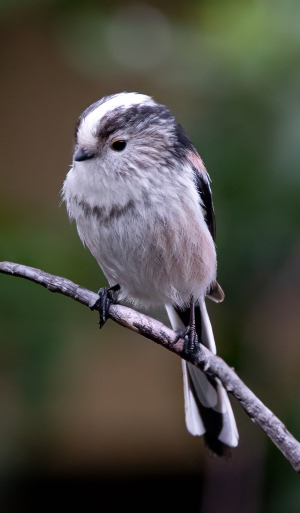 Маленькая длиннохвостая синица на ветке