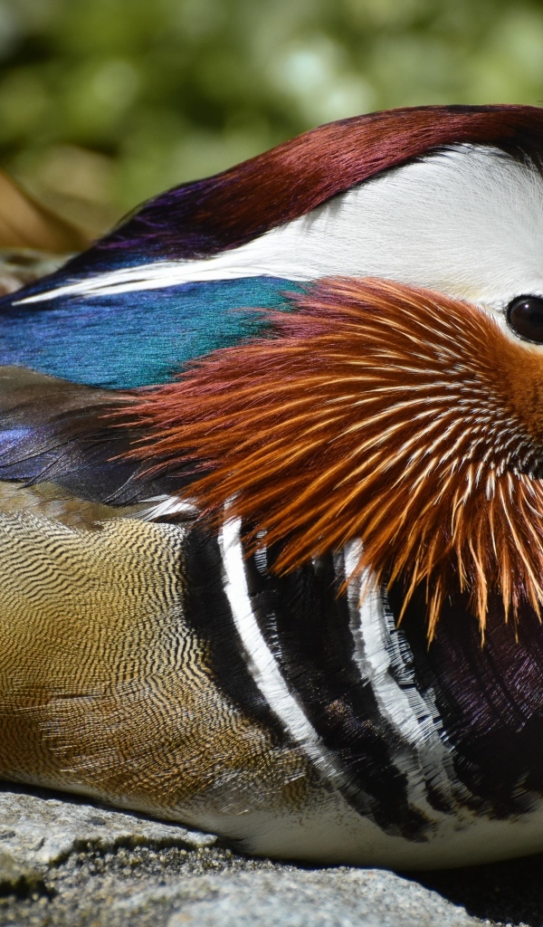 Маленькая утка мандаринка сидит на камне