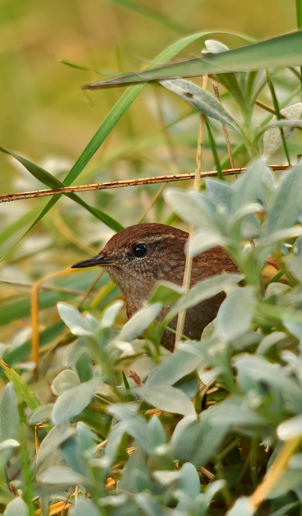 Маленькая иволга прячется в зеленых листьях