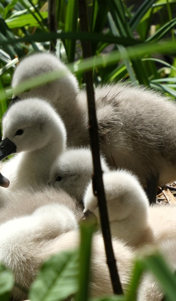 Маленькие птенцы лебедя в гнезде