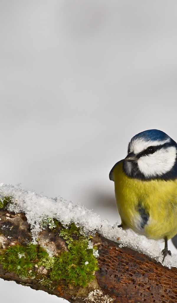 Маленькая синица на заснеженной ветке