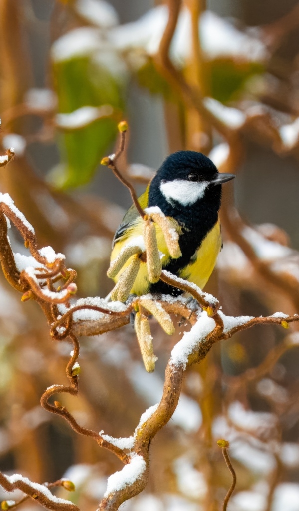 Маленькая синица сидит на ветке зимой