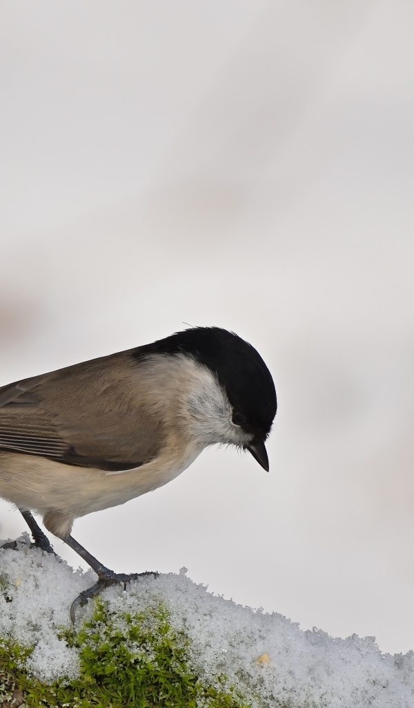 Маленькая синица стоит на белом снегу