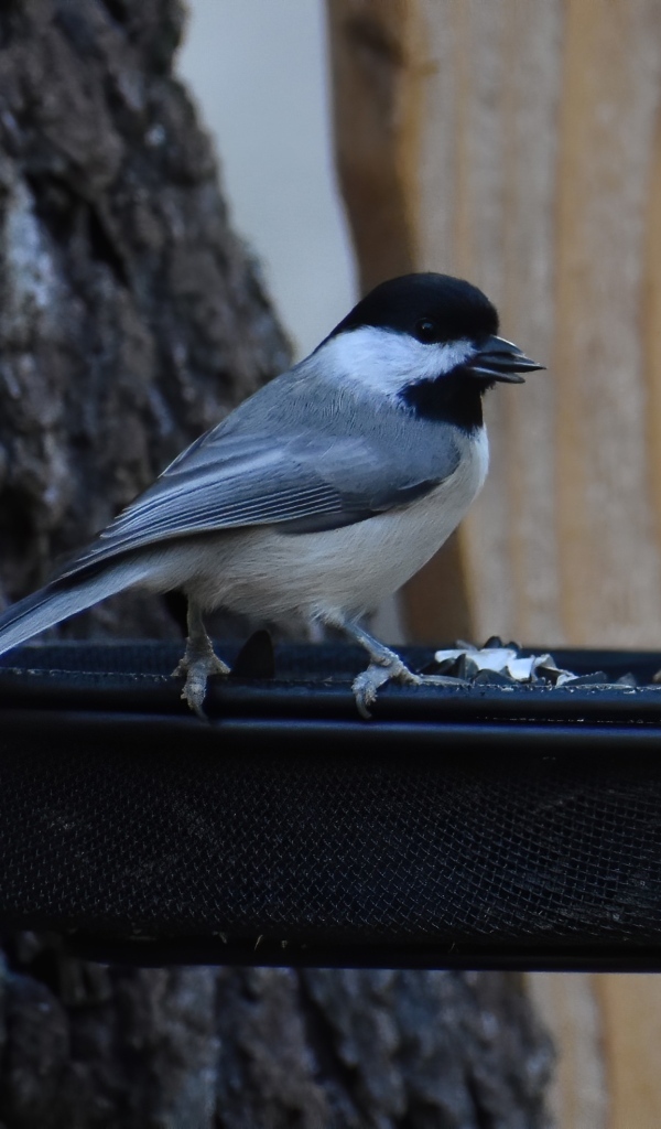 Маленькая синичка в кормушке с семечками