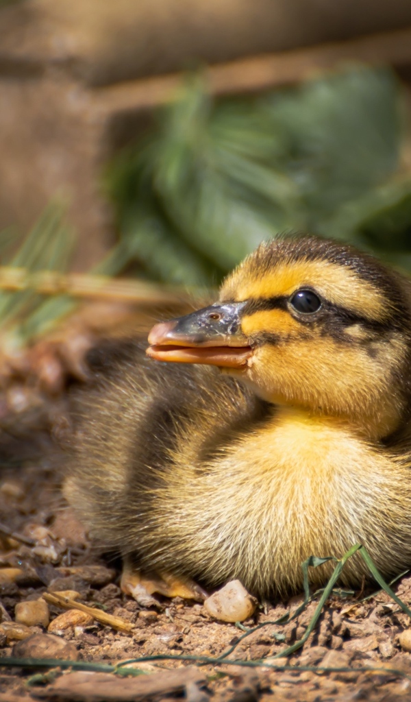 Маленький дикий утенок прячется в тени 