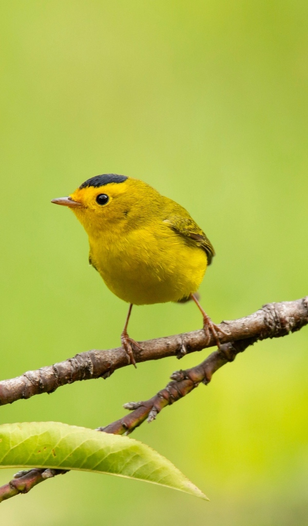 Маленькая желтая птичка сидит на ветке