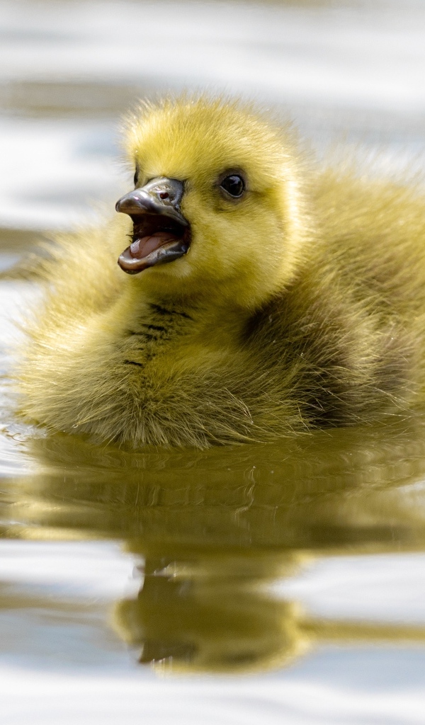 Маленький желтый утенок плавает в воде