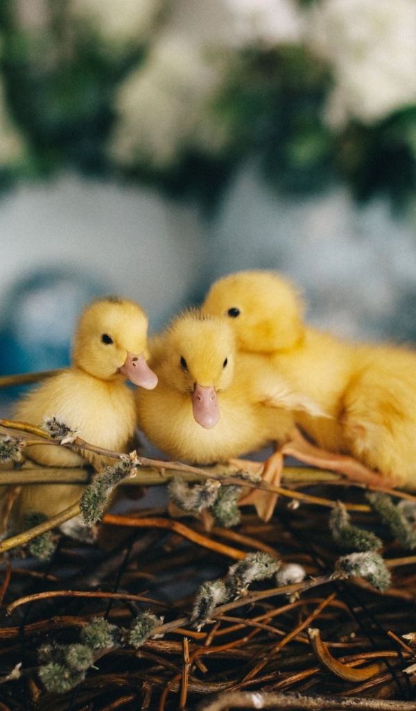 Маленькие желтые утята в гнезде