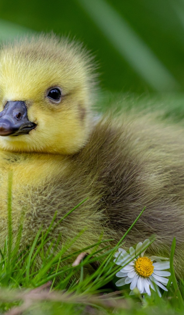 Маленький желтый гусенок на зеленой траве