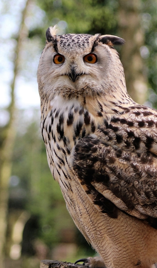 Ушастая сова в лесу