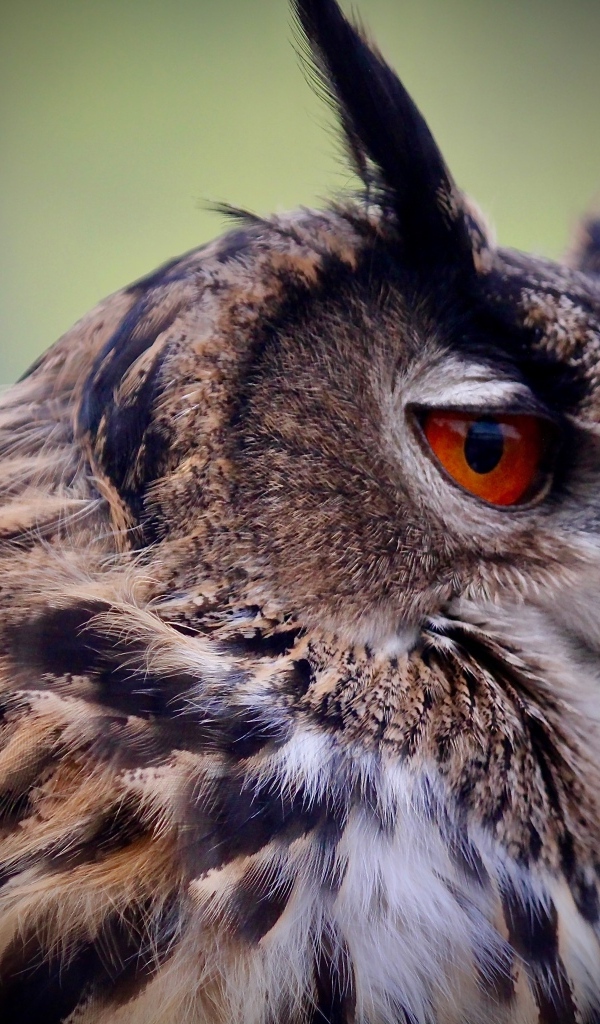 Ушастая сова с красными глазами