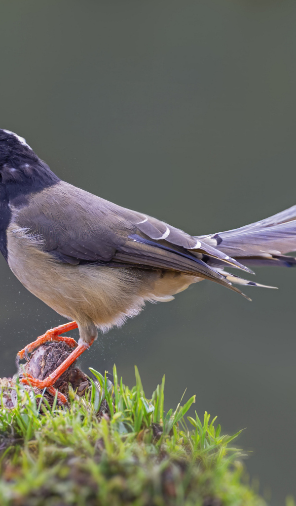 Сорока крупным планом