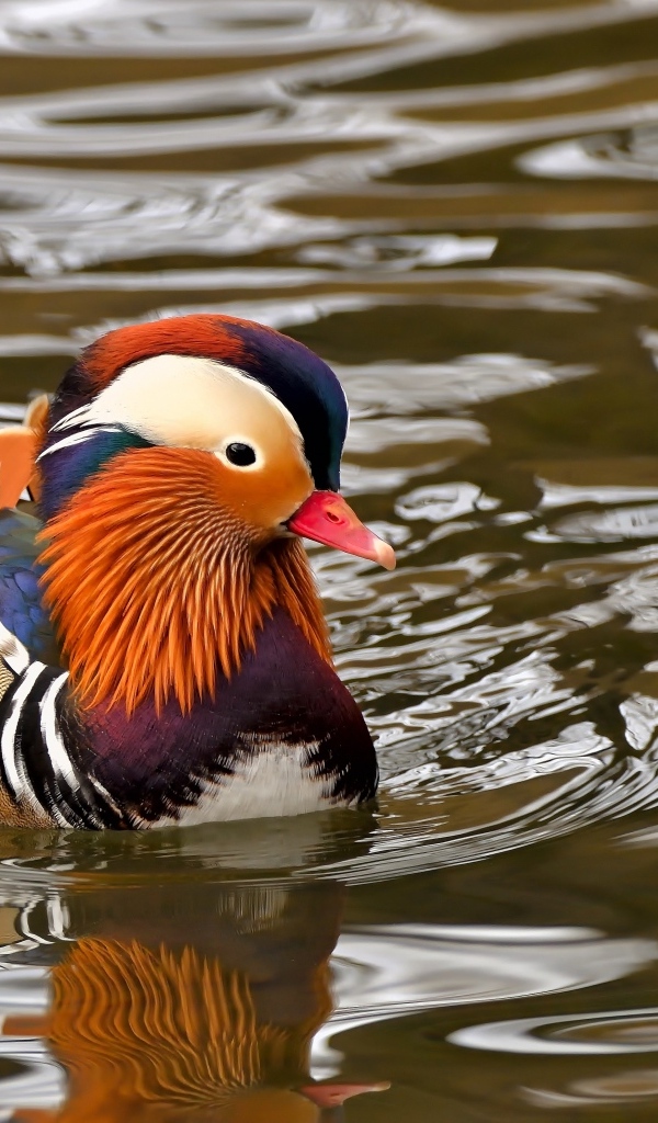 Уточка мандаринка плавает в воде