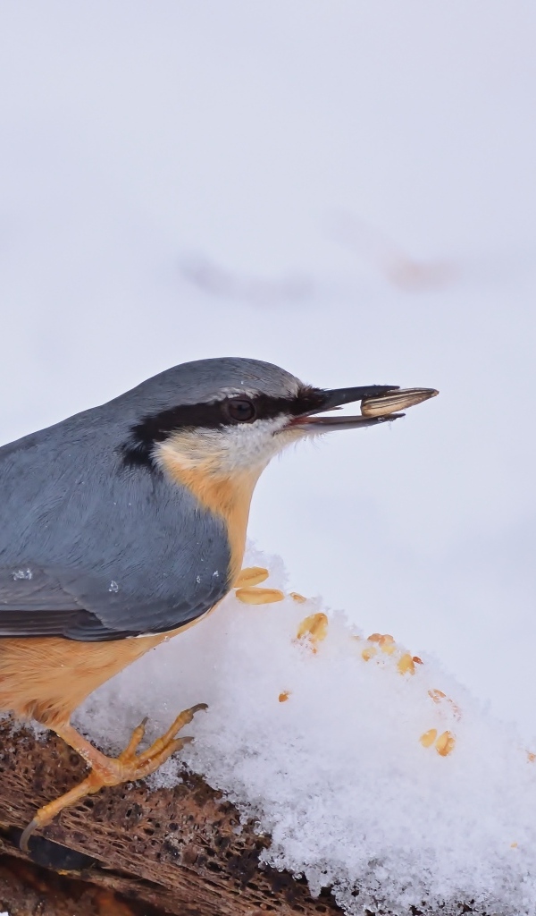 Птица поползень на снегу