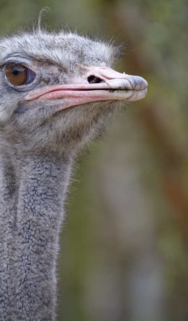 Голова страуса с розовым клювом