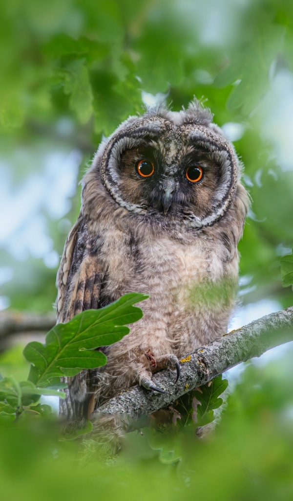 Сова сидит в ветках дуба