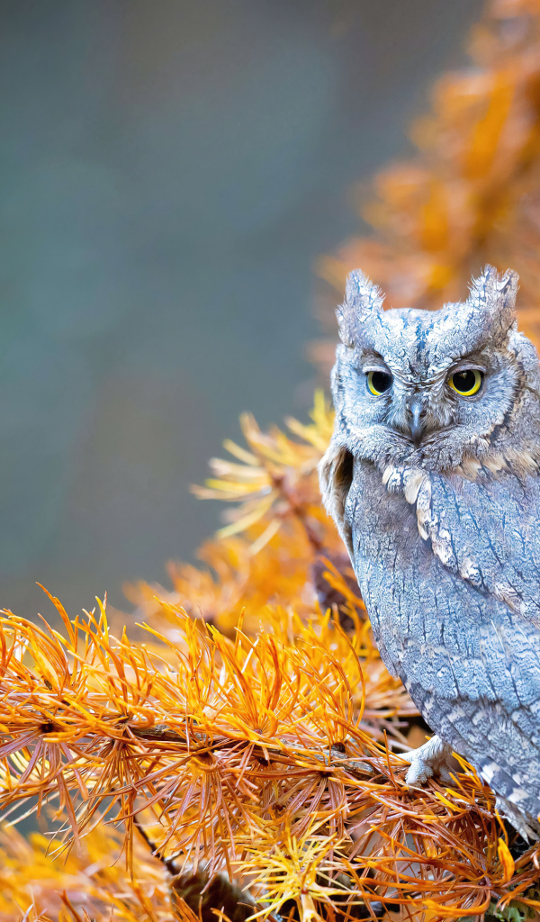 Сова сидит на ветке ели