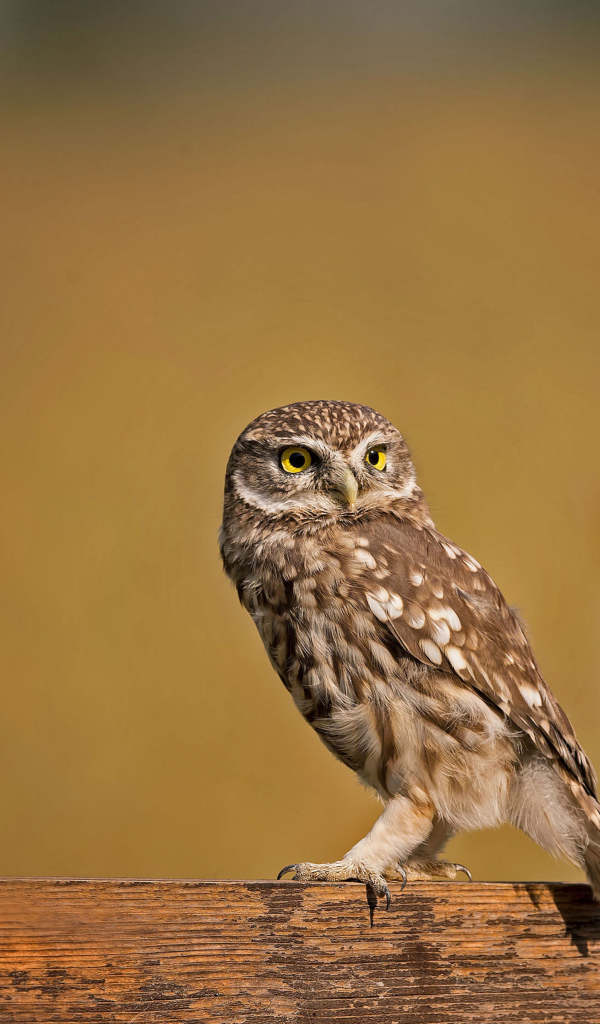 Сова сидит на деревянном заборе