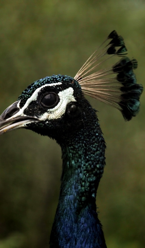 Голова павлина с длинной шеей крупным планом