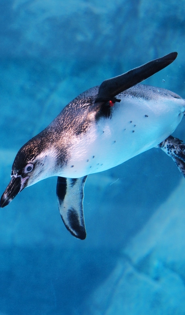 Пингвин плывет под водой