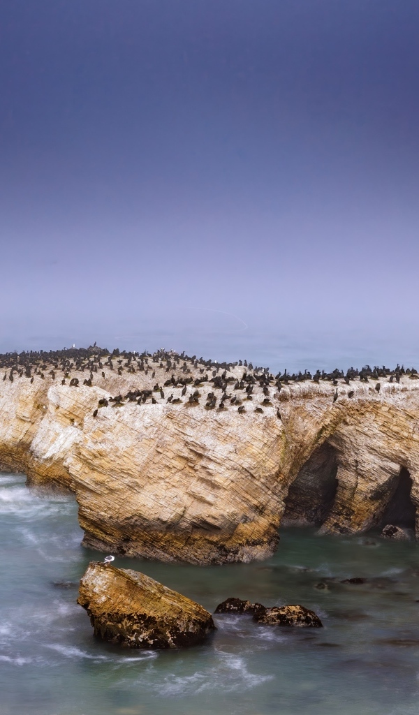 Пингвины на скале с бушующем море