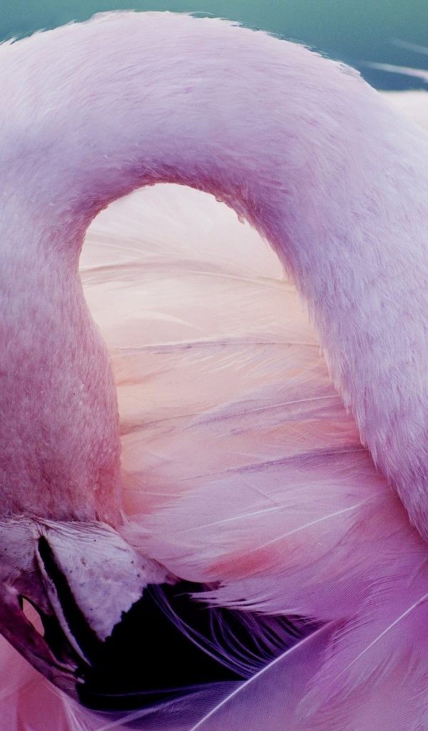 Розовый фламинго прячет клюв в перьях