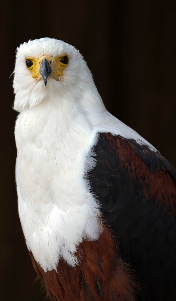 Хищный белоголовый орлан крупным планом