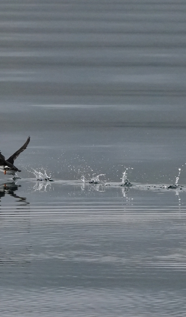 Птица тупик взлетает по воде