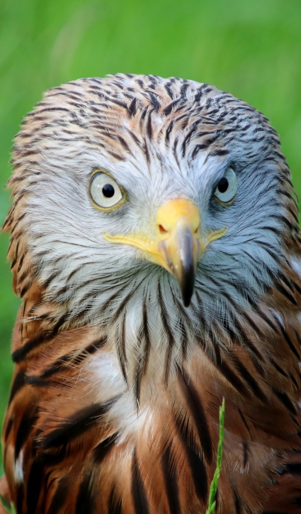 Красный коршун с острым клювом