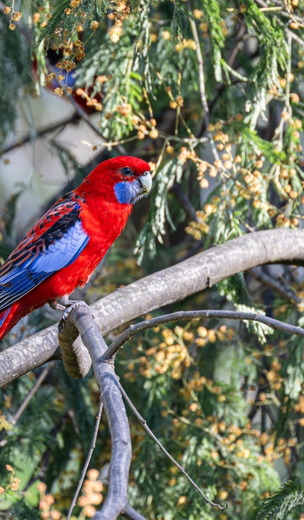Попугай красная розелла сидит на ветке
