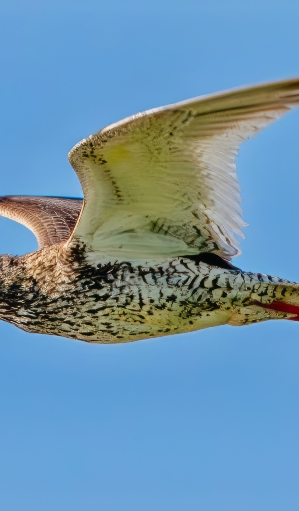 Птица красный стебель летит в небе