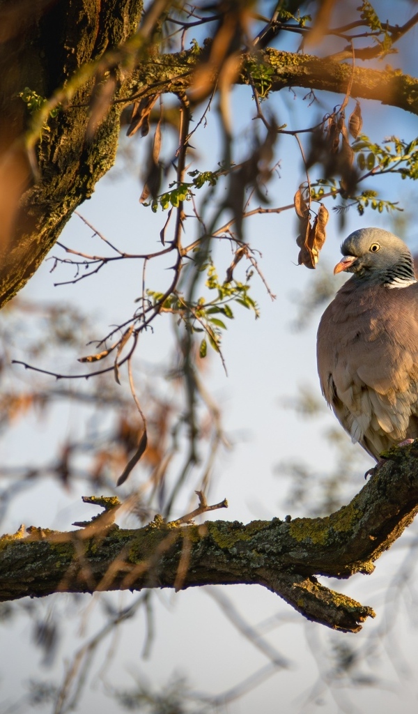 Кольчатый голубь сидит на ветке