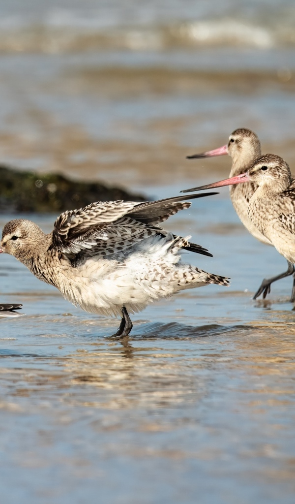 Семейство птиц кулик в воде