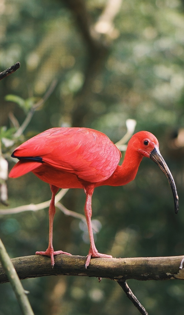 Алый ибис сидит на ветке