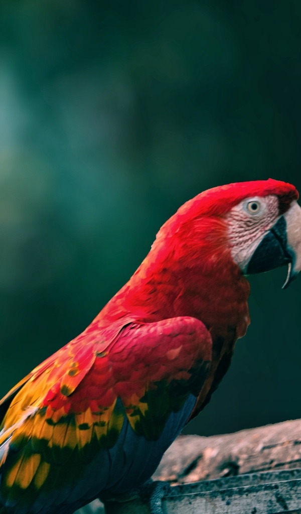 Попугаи алый ара на деревянной ветке