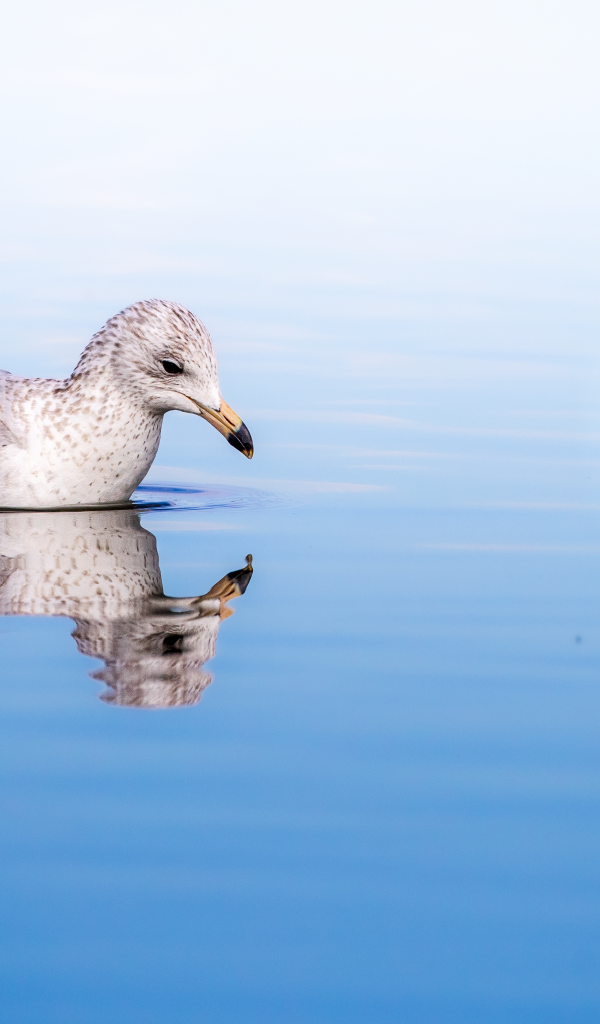 Чайка отражается в голубой морской воде