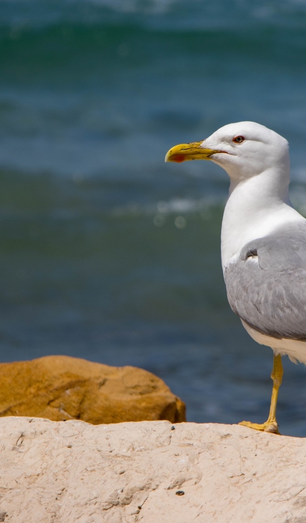 Чайка стоит на камне у моря