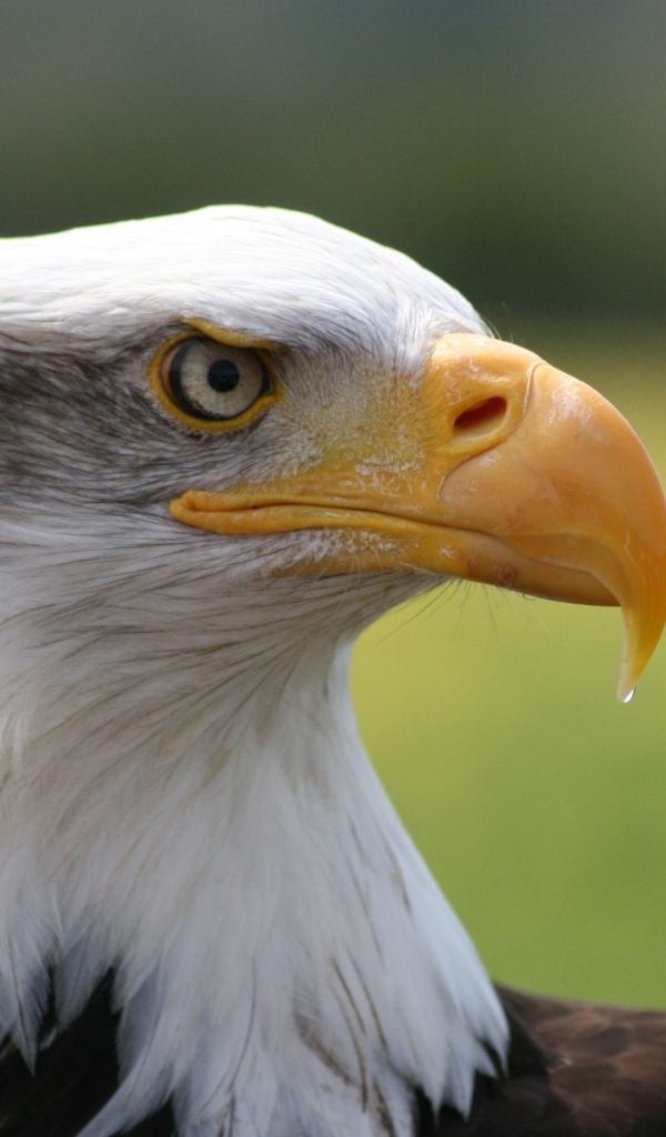 Острый длинный желтый клюв у орла