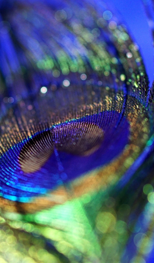 Блестящее перо павлина на синем фоне