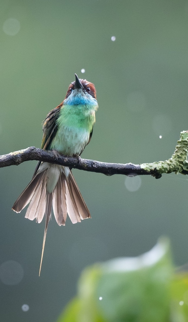 Маленькая птица золотистая щурка на ветке под дождем