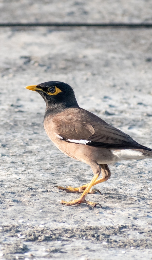 Маленькая обыкновенная майна 