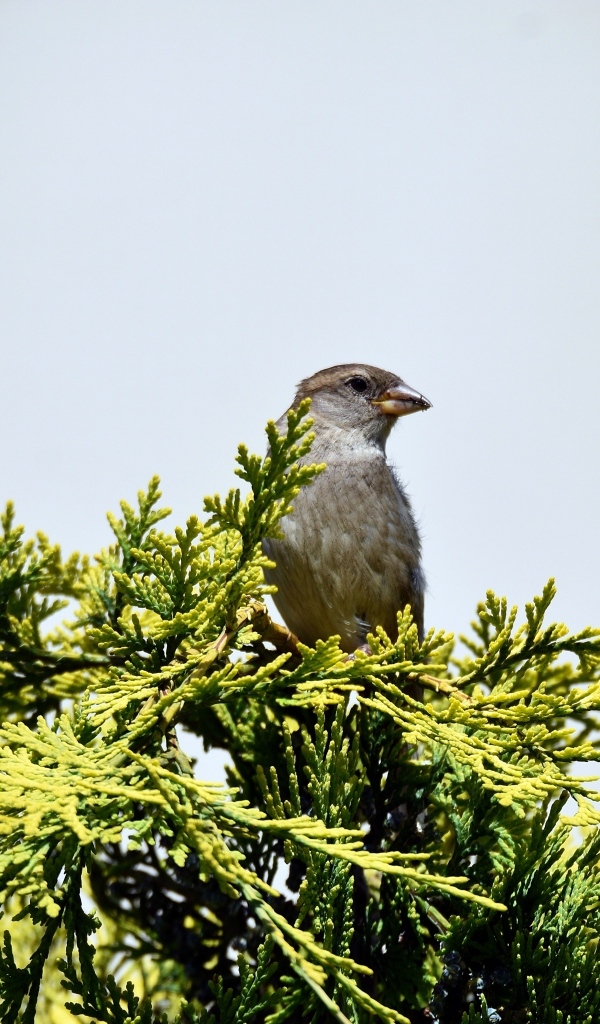 Воробей сидит на зеленой ветке на сером фоне