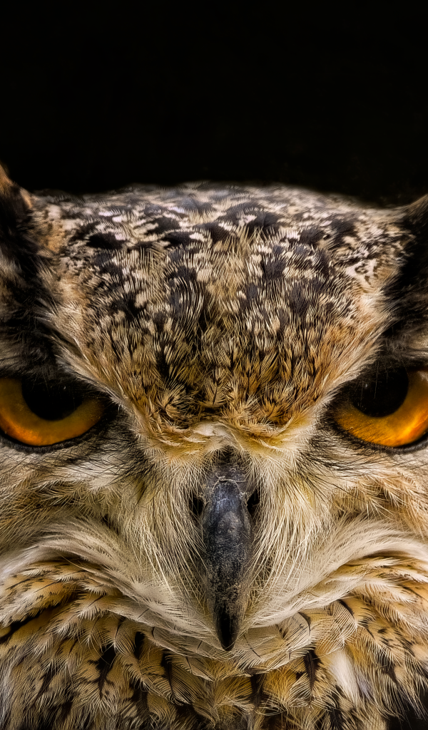 Суровая сова с коричневыми глазами