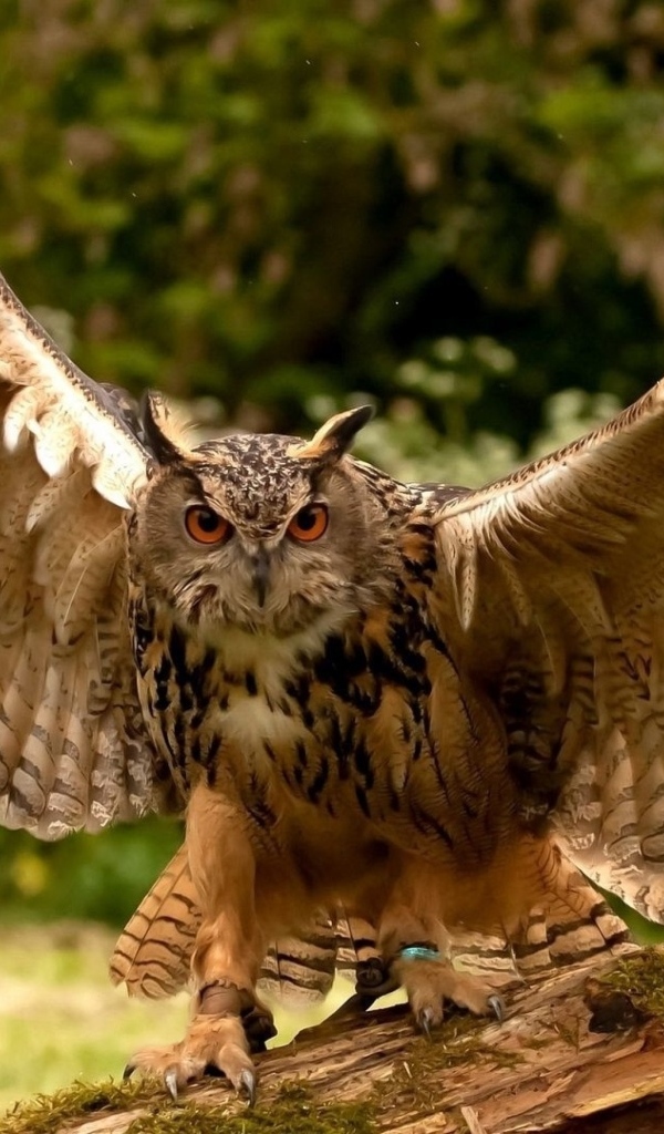Большая сова расправила крылья