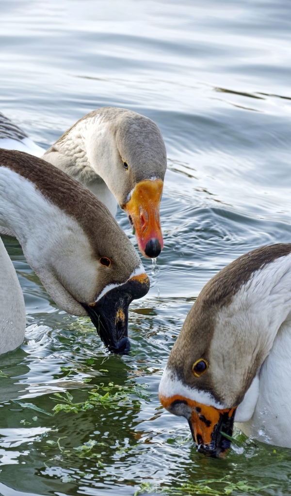 Три домашних гуся плавают в воде