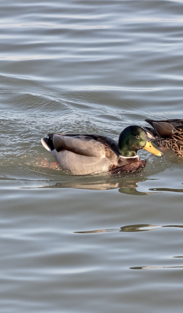 Три утки плавают в воде
