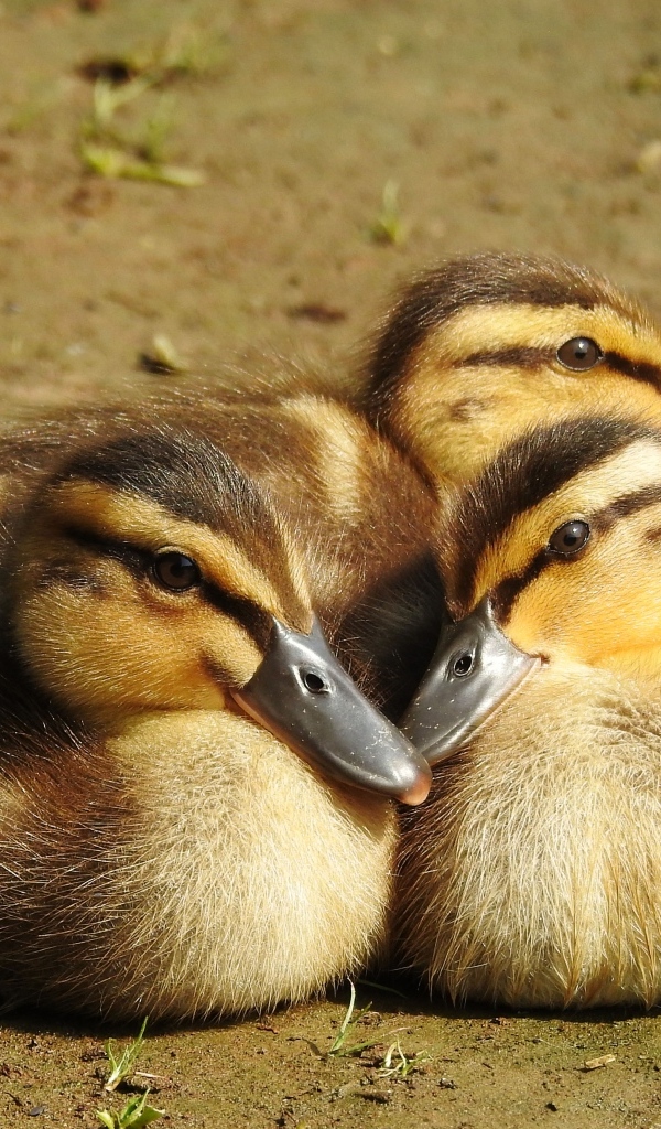 Три маленьких утенка сидят на земле